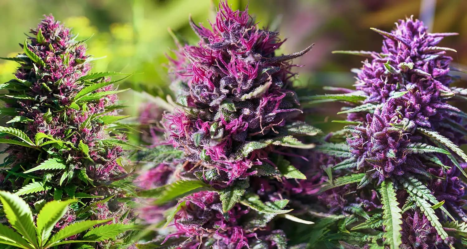 CBD Blüten Gratisprobe erhalten – So funktioniert es