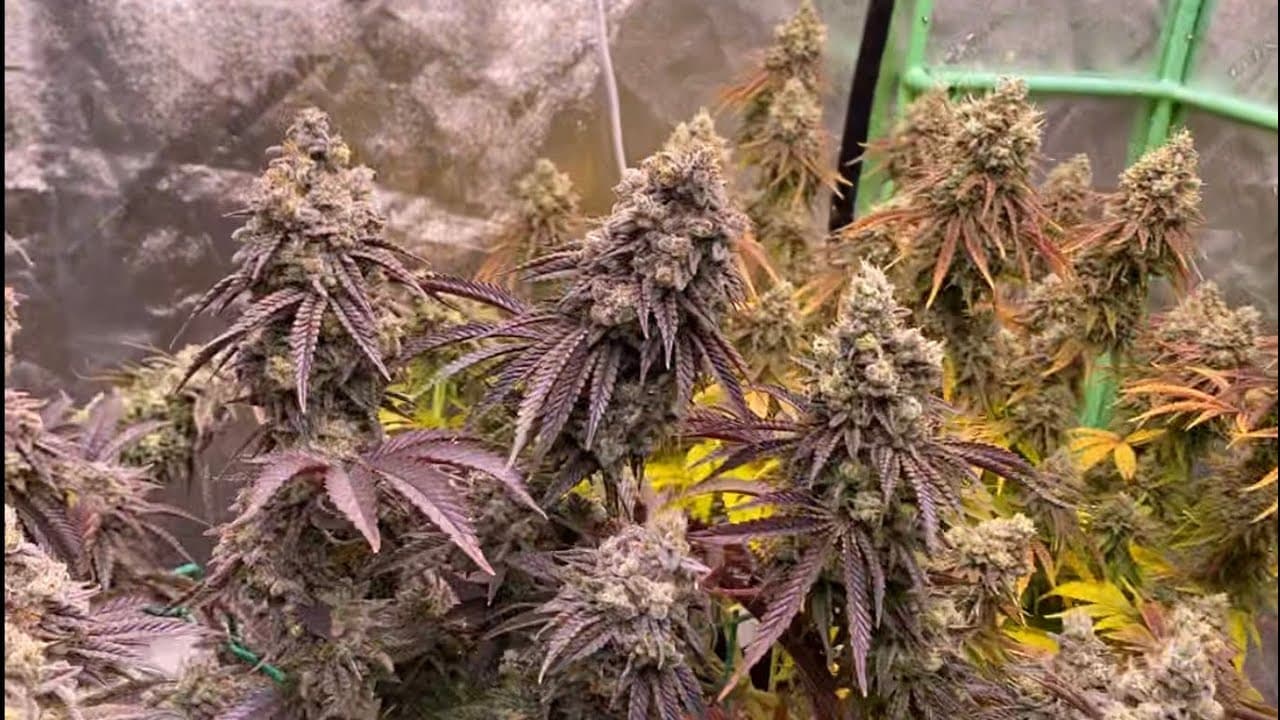 Von der Keimung bis zur Ernte: Eine Schritt-für-Schritt-Reise mit Cannabissamen