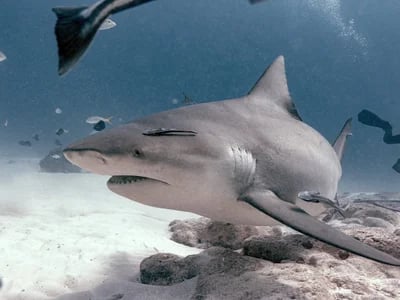 Tauchen mit Bullenhaie Mexiko: DeepDiveMexico führt dich zu den Giganten