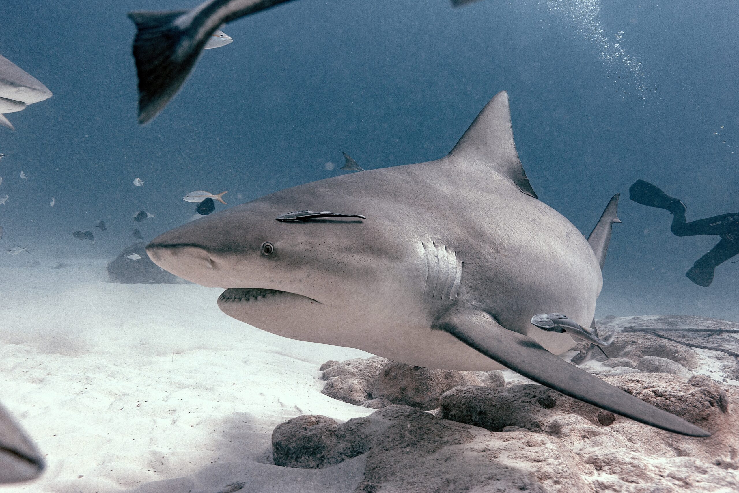 Tauchen mit Bullenhaie Mexiko: DeepDiveMexico führt dich zu den Giganten