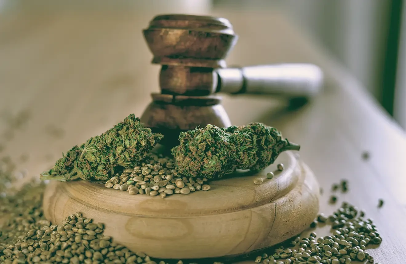 Die beste "Wahl der Züchter": Entdecken Sie unser umfangreiches Sortiment an Cannabissamen!