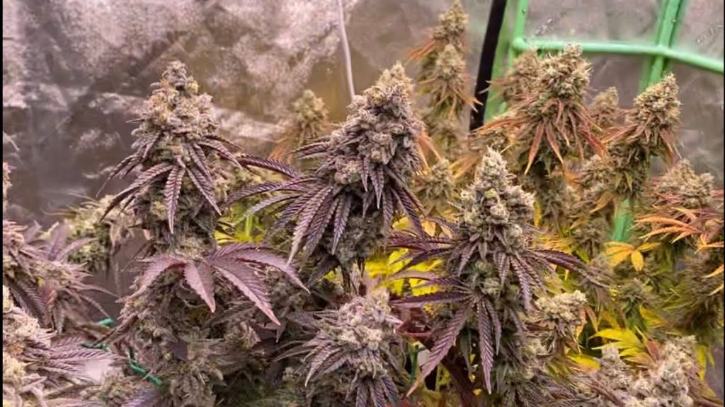 Von der Keimung bis zur Ernte: Eine Schritt-für-Schritt-Reise mit Cannabissamen