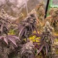 Von der Keimung bis zur Ernte: Eine Schritt-für-Schritt-Reise mit Cannabissamen