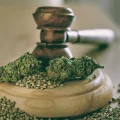 Die beste „Wahl der Züchter“: Entdecken Sie unser umfangreiches Sortiment an Cannabissamen!