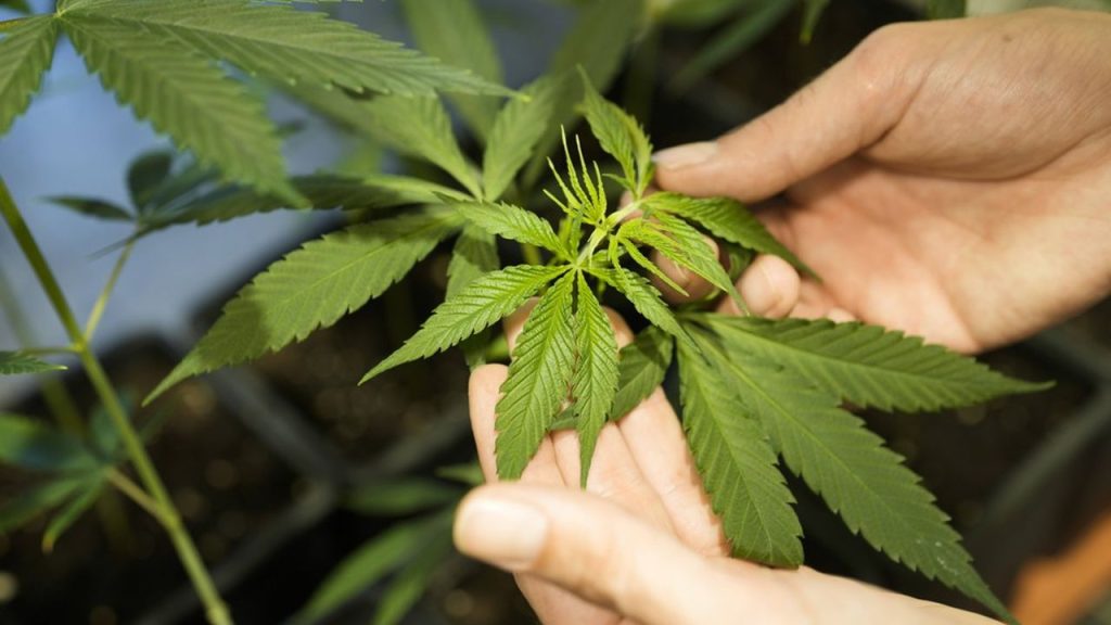 Legale Genetiken sichern – Cannabis Samen bestellen aus seriöser Quelle