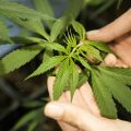 Legale Genetiken sichern – Cannabis Samen bestellen aus seriöser Quelle
