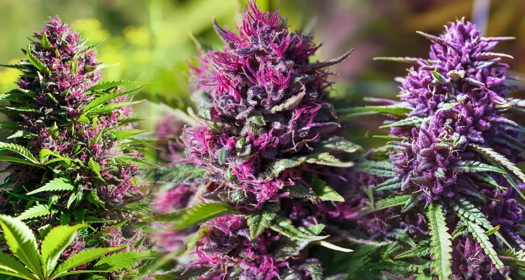 CBD Blüten Gratisprobe erhalten – So funktioniert es