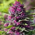 CBD Blüten Gratisprobe erhalten – So funktioniert es