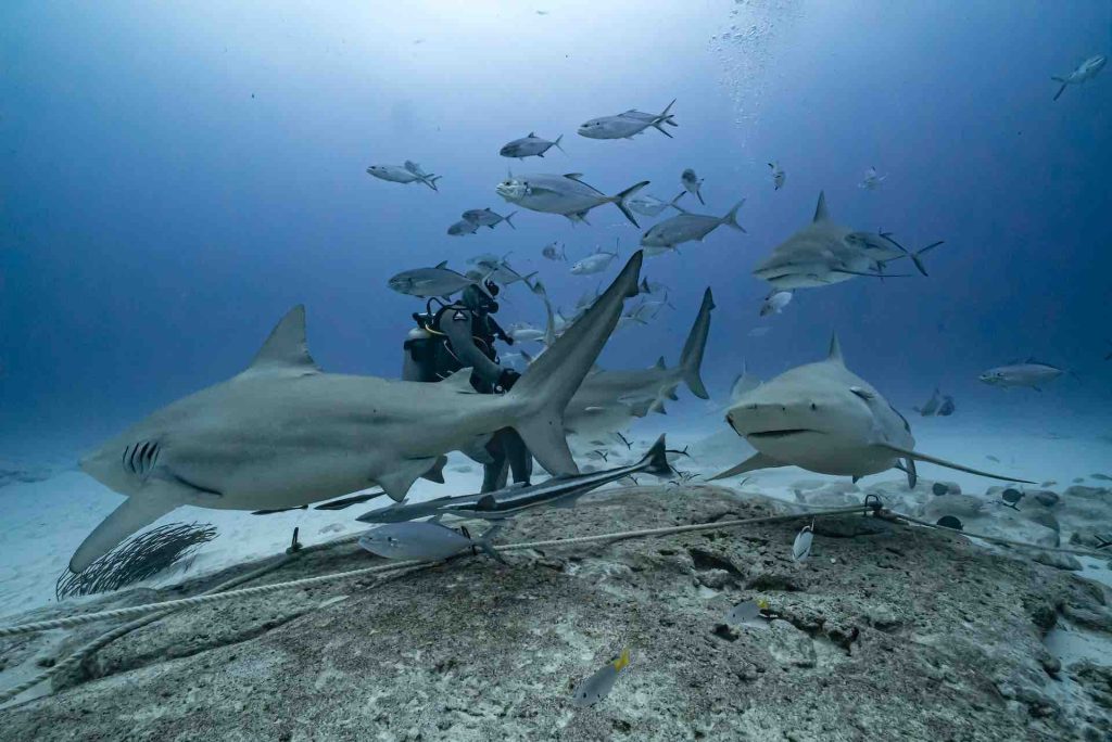 Tauchen mit Bullenhaie Mexiko: DeepDiveMexico führt dich zu den Giganten